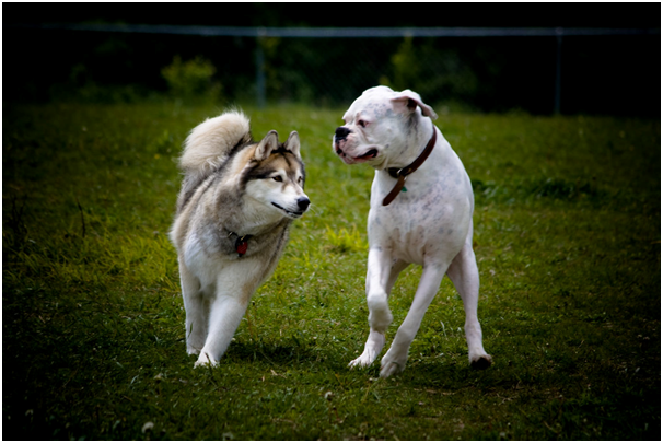 بازی کردن سگ مالاموت و باکستر سفید در چمن های پارک